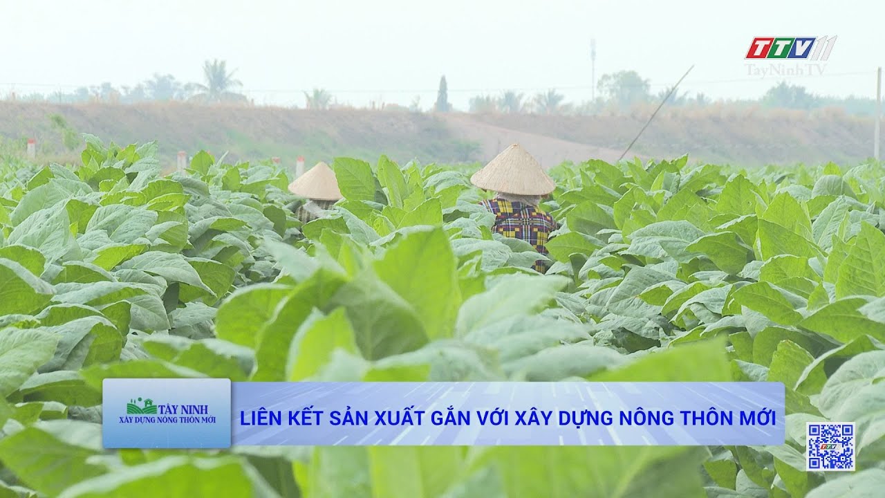 Liên kết sản xuất gắn với xây dựng nông thôn mới | TÂY NINH XÂY DỰNG NÔNG THÔN MỚI | TayNinhTV